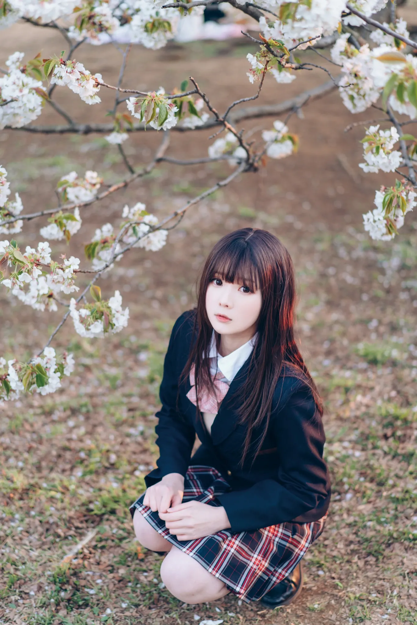 霜月shimo在樱花树下穿黑色制服和格裙坐姿的cos写真